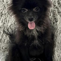 Pomeranians from Dalton’s Pomeranians