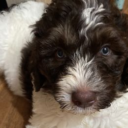 Boy 3 Jude - Brown Bernedoodle puppy in Landisville, Pennsylvania from Debbies Doodles