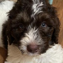 Boy 3 Jude - Brown Bernedoodle puppy in Landisville, Pennsylvania from Debbies Doodles
