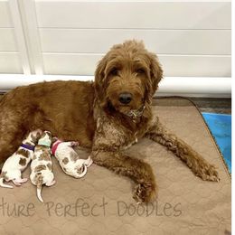 Pepper - Goldendoodle