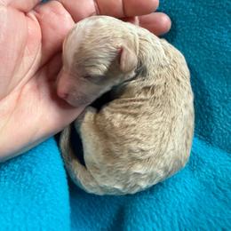 Boy 4 - Parti male Goldendoodle puppy in Kearneysville, West Virginia from Daydreamer