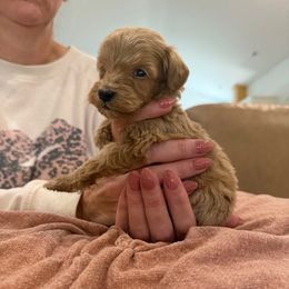 Jenna - Red  female Goldendoodle puppy in Chesnee, South Carolina from Megan’s Spoiled Standards