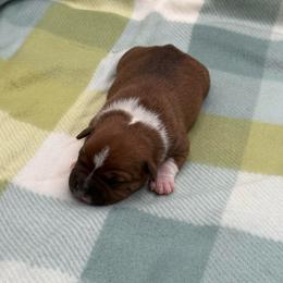 Male 1 - Red and white male Staffordshire Bull Terrier puppy in Lakeland, Florida from English Creek Staffords
