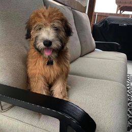 Soft Coated Wheaten Terrier Puppies from Kayos Kennel