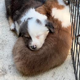Aussiedoodle and Australian Shepherd Puppies from RoseWest Farms