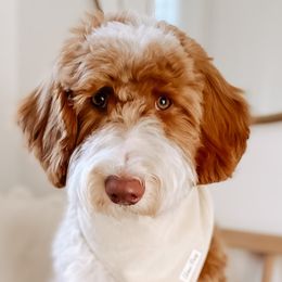 Bernedoodles, Double Doodles, Goldendoodles, and Labradoodles from Mi-De Doodles