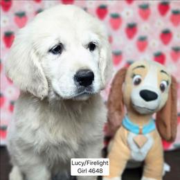 Lucy Girl 4 - Light golden female Golden Retriever puppy in Niles, Michigan from Composer Goldens