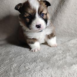 Blue Collar - Sable male Pembroke Welsh Corgi puppy in Yelm, Washington from Tolbolton Creek Corgis