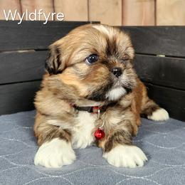 Wyldfyre - Red female Lhasa Apso puppy in Jefferson, New York from Absolute Lhasa Love