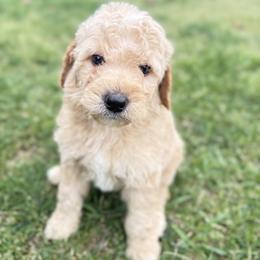 Frost - Cream male Goldendoodle puppy in Rome, Georgia from Victoria’s Designer Doodles