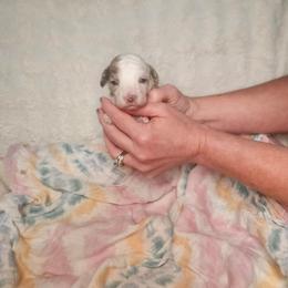 Pragma - Merle female Cockapoo puppy in Fort White, Florida from Jade