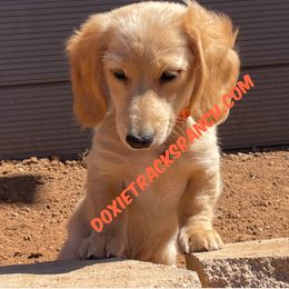 AKC LH cream orange collar - Cream male Dachshund puppy in Acton, California from DTR