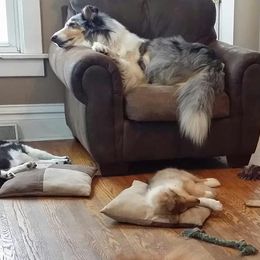 Collie Puppies from Miles Collies