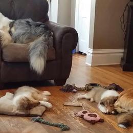 Collie Puppies from Miles Collies