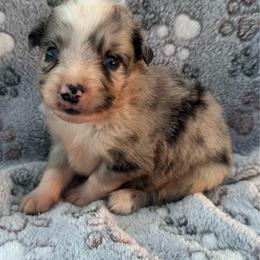 Rex - Blue merle male Miniature Australian Shepherd puppy in Stuart, Iowa from Arbor Hill Aussies