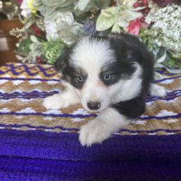 Keke - Black tri female Toy Australian Shepherd puppy in Needham, Indiana from Tiny Toy Aussies