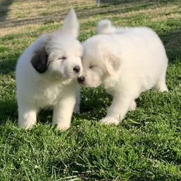 Great Pyrenees Puppies from Dancing Cloud Great Pyrenees