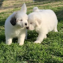 Great Pyrenees Puppies from Dancing Cloud Great Pyrenees