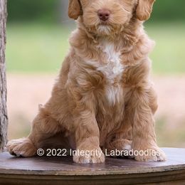 Australian Labradoodle Puppies from Integrity Labradoodles