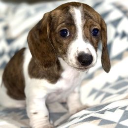 Sabrina - Piebald female Dachshund puppy in Fredonia, Arizona from Desert Horizon Dachshunds