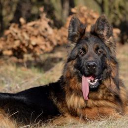 German Shepherd puppies from German Haus German Shepherds LLC