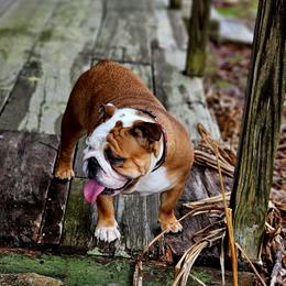 Georgia - Bulldog