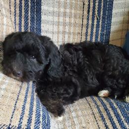 Poppy - Black female Sheepadoodle puppy in Bellevue, Iowa from Fluffy Wonders Poms and Doodles
