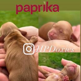 Paprika - Red male Dachshund puppy in Bonney Lake, Washington from HP Dachs