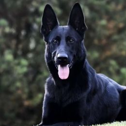 Fatti - German Shepherd