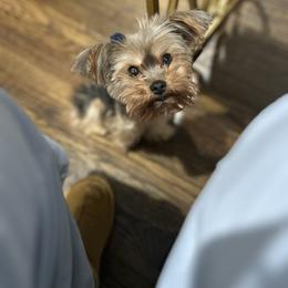 Daisy - Yorkshire Terrier