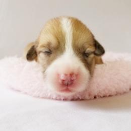 Pembroke Welsh Corgi Puppies from Whimsical Treasure Corgis