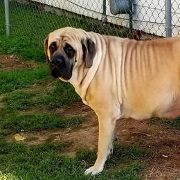 Khora - Mastiff