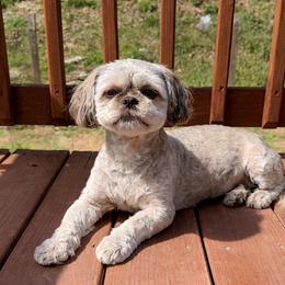 COCO - Shih Tzu