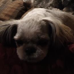 Dachshunds, Miniature Schnauzers, and Shih Tzus from Love My Tzus