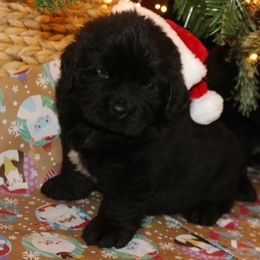 Girl 3 - Black female Newfoundland puppy in Ellendale Forge, Pennsylvania from Opening Heavens Doors Newfoundlands