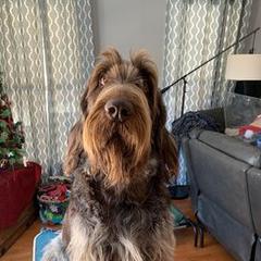 Mycroft - Spinone Italiano