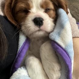 Cavalier King Charles Spaniel Puppies from Cavy Love