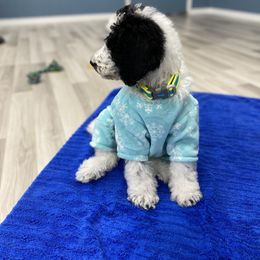 Goldendoodle Puppies from Labradoodleday