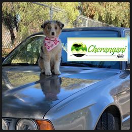 Australian Shepherd Puppies from Cherangani Hills Australian Shepherds