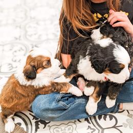Bernedoodle, Goldendoodle, and Poodle Puppies from Teddy Doodles & Standard Poodles