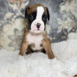 Duke Valentino - Fawn male Boxer puppy in Russellville, Missouri from Soaring Royalty Canines LLC