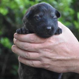 Black Collar Sable Male - Sable male German Shepherd puppy in Mariana, Florida from Haus M Godwin