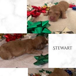Stewart - Chocolate and cream male Dachshund puppy in Saint Paul, Minnesota from Vibrant Eyes Doxies