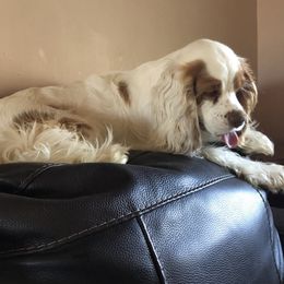 Savannah - Cocker Spaniel