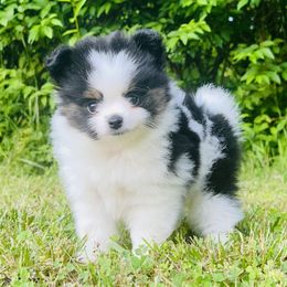 Jimmy Choo - Black and tan parti male Pomeranian puppy in Buck Valley, Pennsylvania from Buck Valley Pomeranians