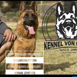 Emmy - German Shepherd