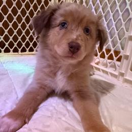 Gamora - Red merle female Australian Shepherd puppy in East Hartford, Connecticut from CT Aussies