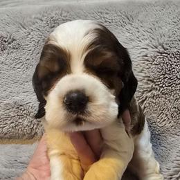 Corporal - Sable and white male Cocker Spaniel puppy in Florence, South Carolina from Reddick's American Cocker Spaniels