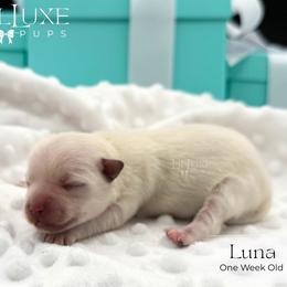 Luna - Piebald female Morkie puppy in Scottsdale, Arizona from Lil Luxe Pups