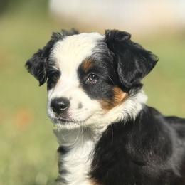 Sky - Black tri female Miniature Australian Shepherd puppy in Greenville, South Carolina from QC Homestead Miniature Australian Shepherds